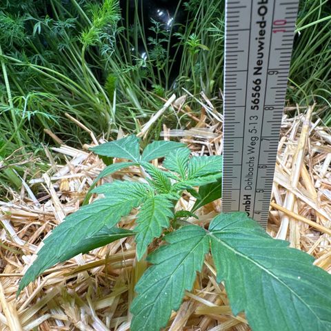 White Truffle #1 growlog photo: Beigesetzte Pflanze: Dill (ca. 4 Wochen alt…Überlegung es zu entfernen da es sehr dicht und nervig ist)
Mulch: Strohmulch