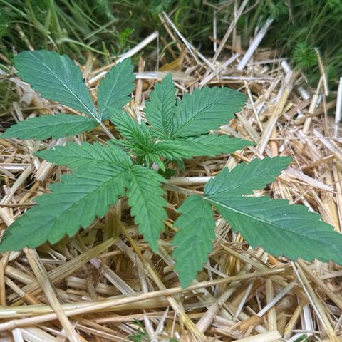 White Truffle #1 growlog timeline photo