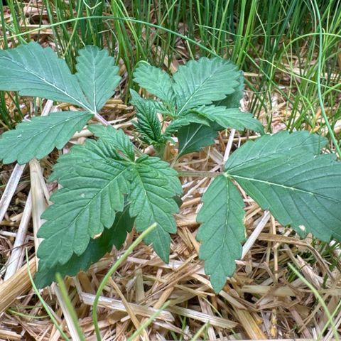Sticky Wasabi #2 growlog timeline photo