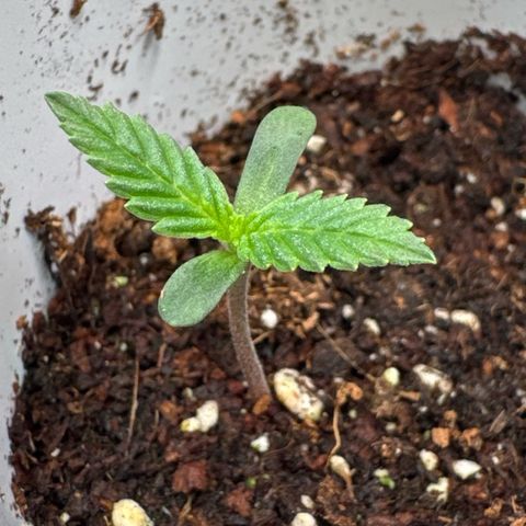Sticky Wazabi #1 growlog timeline photo
