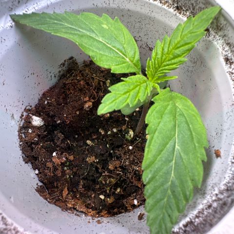 Sticky Wazabi #1 growlog timeline photo