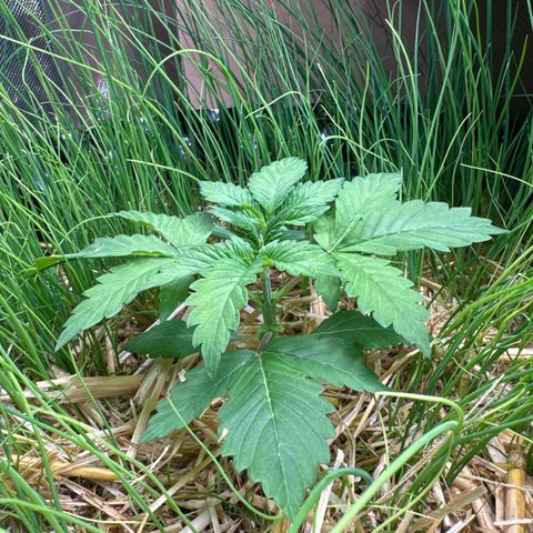 Sticky Wasabi #2 growlog timeline photo