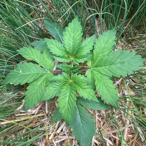Sticky Wasabi #2 growlog timeline photo