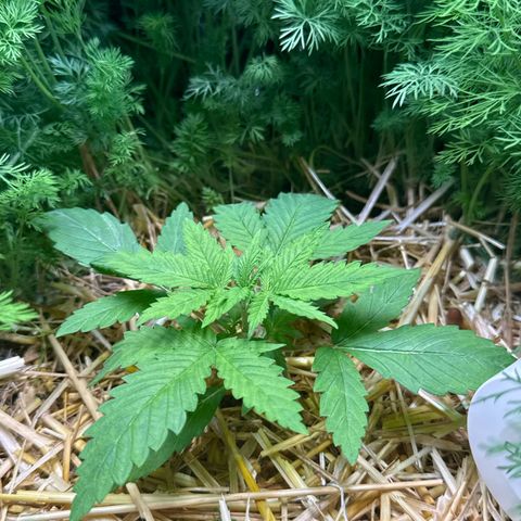 White Truffle #1 growlog timeline photo