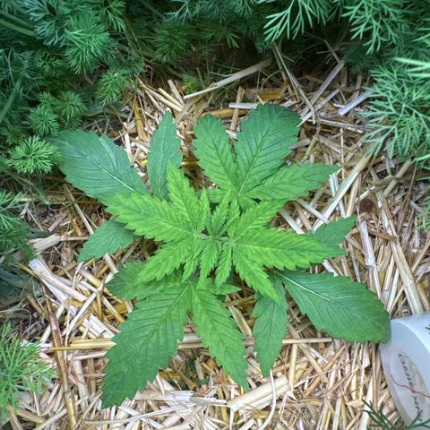White Truffle #1 growlog timeline photo