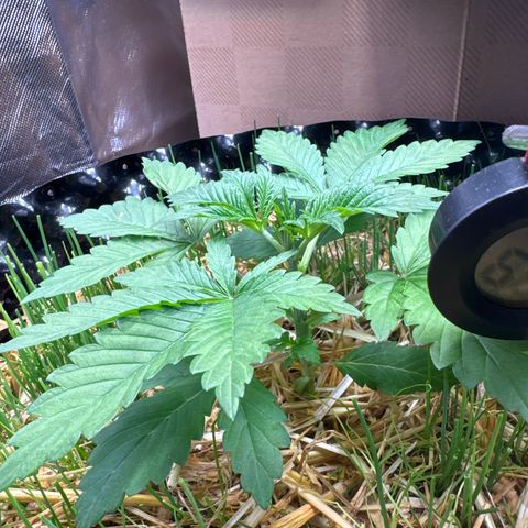 Sticky Wasabi #2 growlog timeline photo