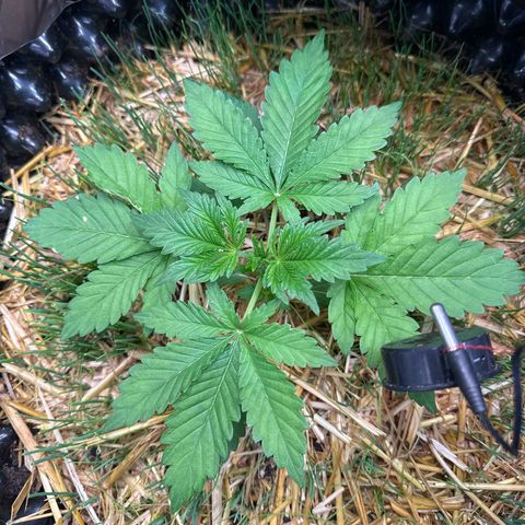 Sticky Wasabi #2 growlog timeline photo
