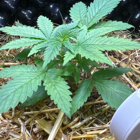 White Truffle #1 growlog timeline photo
