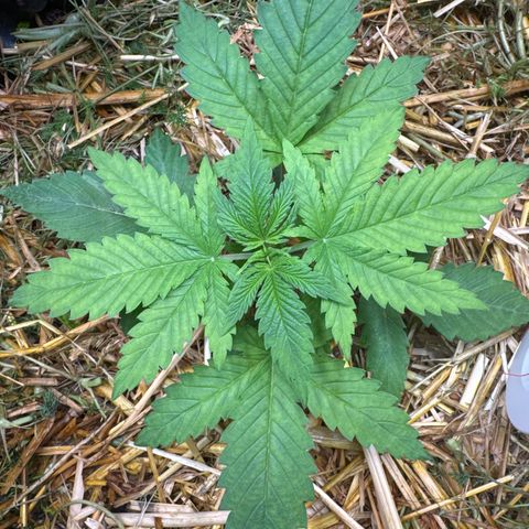 White Truffle #1 growlog timeline photo