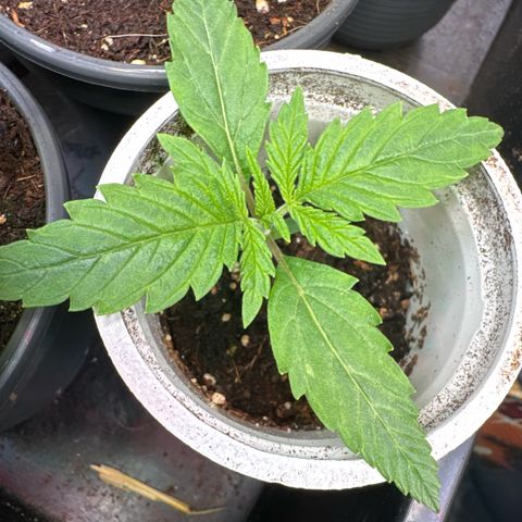 Sticky Wazabi #1 growlog timeline photo