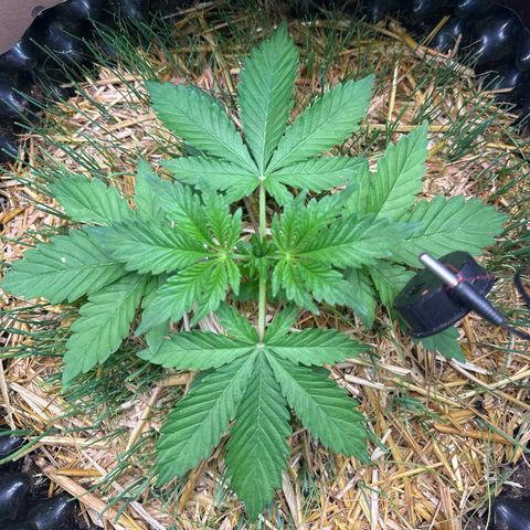 Sticky Wasabi #2 growlog timeline photo