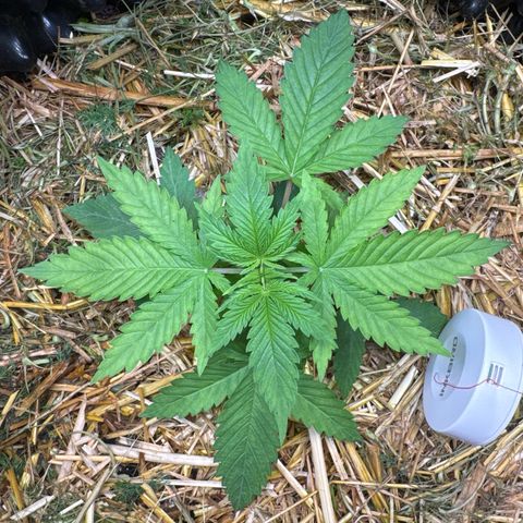 White Truffle #1 growlog timeline photo