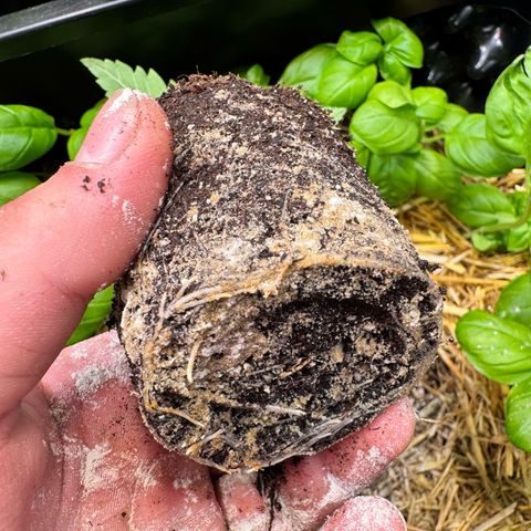 Sticky Wazabi #1 growlog timeline photo