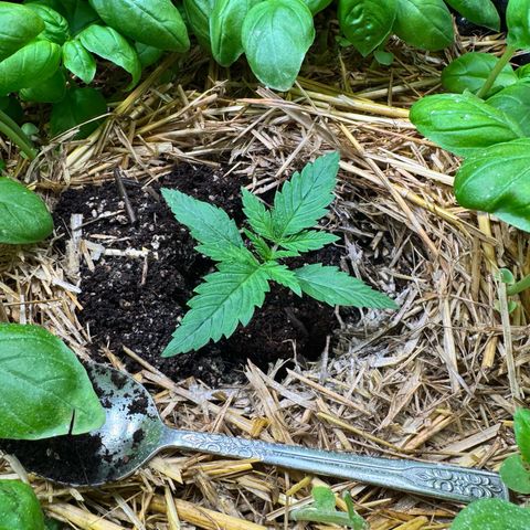 Sticky Wazabi #1 growlog timeline photo