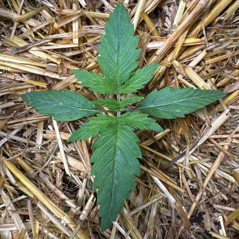 Sticky Wazabi #1 growlog timeline photo
