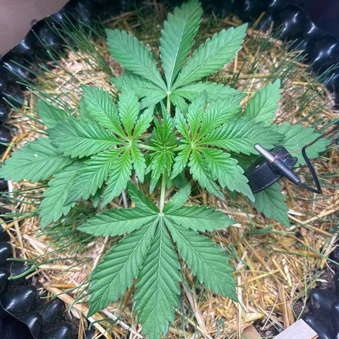 Sticky Wasabi #2 growlog timeline photo