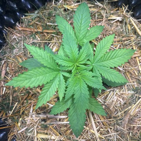 White Truffle #1 growlog timeline photo
