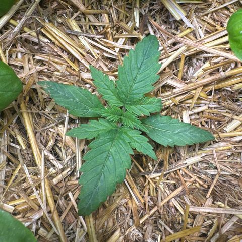 Sticky Wazabi #1 growlog timeline photo