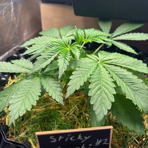 Sticky Wasabi #2 growlog timeline photo