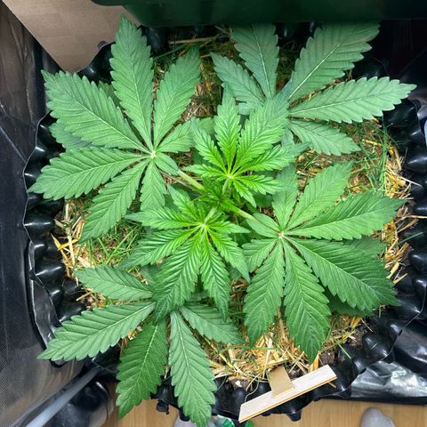 Sticky Wasabi #2 growlog timeline photo