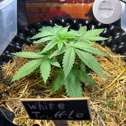 White Truffle #1 growlog timeline photo