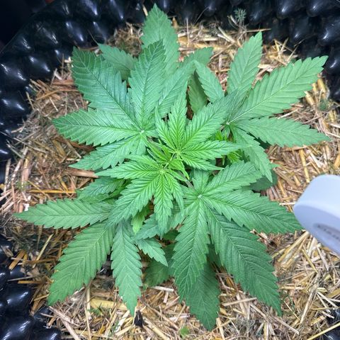 White Truffle #1 growlog timeline photo