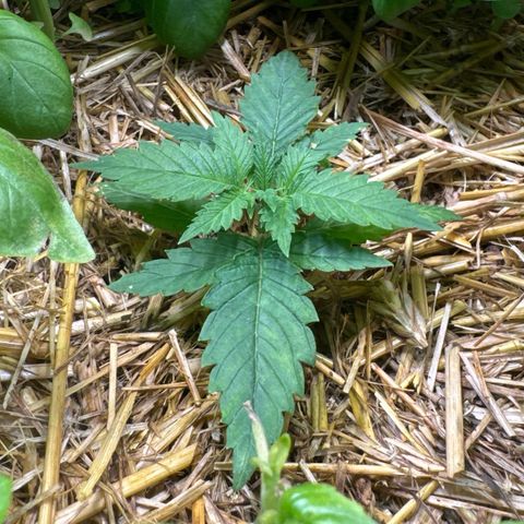 Sticky Wazabi #1 growlog timeline photo