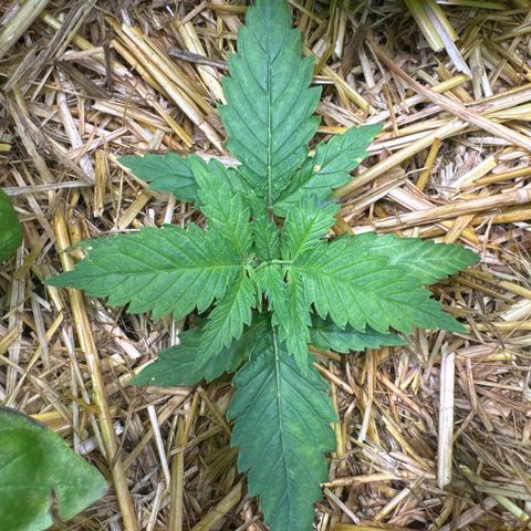 Sticky Wazabi #1 growlog timeline photo