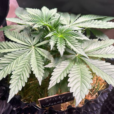 Sticky Wasabi #2 growlog timeline photo