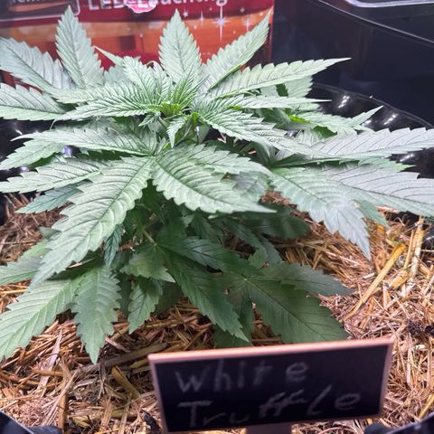 White Truffle #1 growlog timeline photo