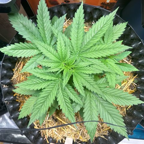 White Truffle #1 growlog timeline photo