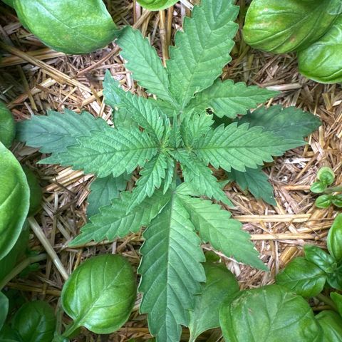 Sticky Wazabi #1 growlog timeline photo