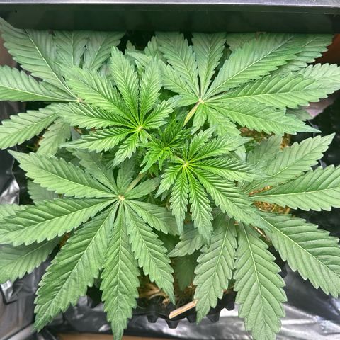 Sticky Wasabi #2 growlog timeline photo