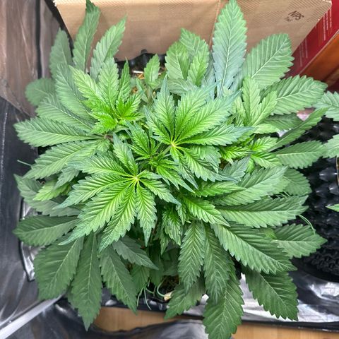 Sticky Wasabi #2 growlog timeline photo