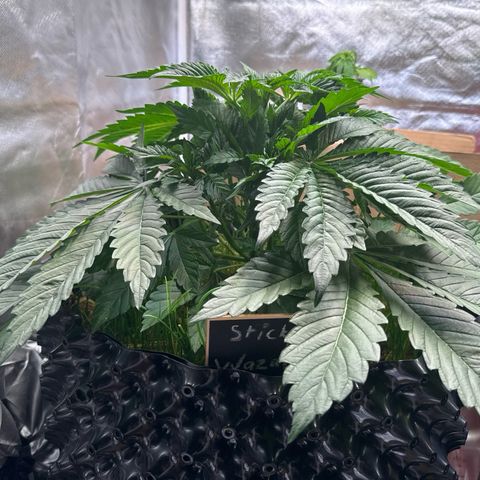 Sticky Wasabi #2 growlog timeline photo