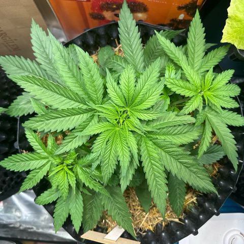 White Truffle #1 growlog timeline photo