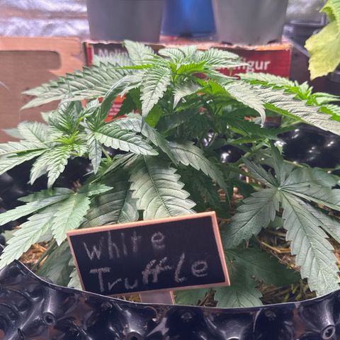 White Truffle #1 growlog timeline photo