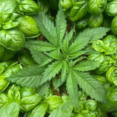 Sticky Wazabi #1 growlog timeline photo
