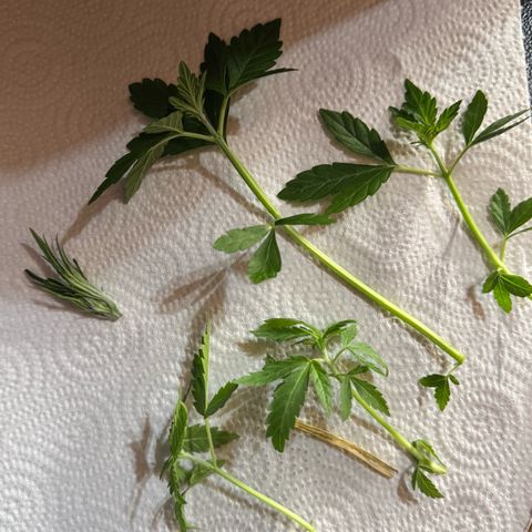 Sticky Wasabi #2 growlog photo: Getopped wurde durch brechen.
Die unteren Triebe wurden mit mit Schere beschnitten (grundsätzlich immer mit Isopropanol desinfiziert)