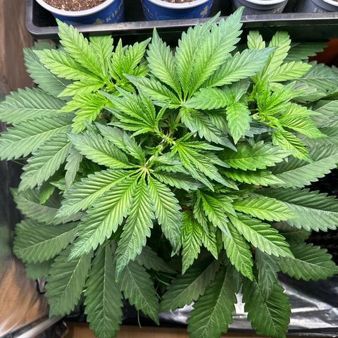 Sticky Wasabi #2 growlog photo: Gar keine Mängel zu erkennen, die Pflanze sieht sehr gesund aus. Mal sehen wie sich das topping jetzt auswirkt. 