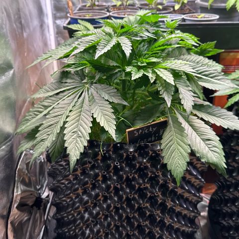 Sticky Wasabi #2 growlog photo: Gar keine Mängel zu erkennen, die Pflanze sieht sehr gesund aus. Mal sehen wie sich das topping jetzt auswirkt. 