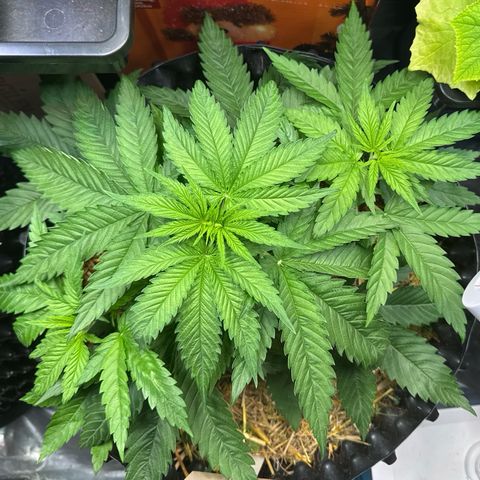 White Truffle #1 growlog photo: Die Pflanze sieht sehr gesund aus und zeigt keine Mängel.