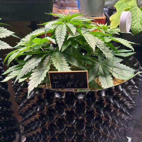 White Truffle #1 growlog photo: Die Pflanze sieht sehr gesund aus und zeigt keine Mängel.
