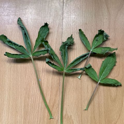 Sticky Wasabi #2 growlog photo: 4 welke Blätter von unten kamen ab. Habe sie unter den Mulch der White Truffle #1 gelegt.