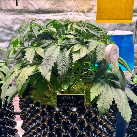 Sticky Wasabi #2 growlog photo: Ab sofort steht sie in der Mitte!