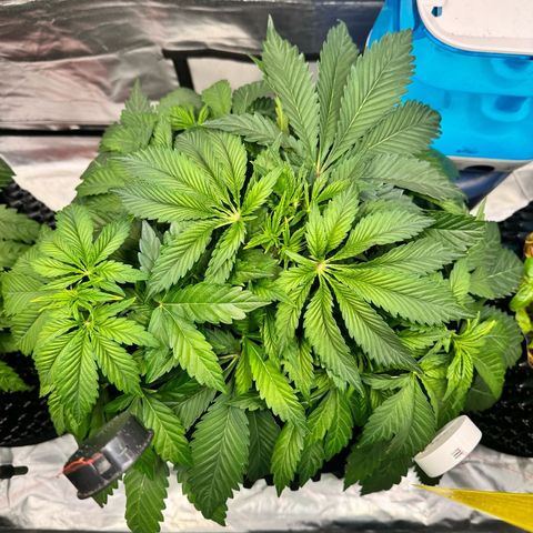 Sticky Wasabi #2 growlog photo: Ab sofort steht sie in der Mitte!