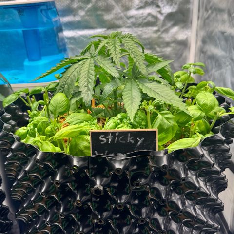 Sticky Wazabi #1 growlog photo: Steht weiterhin rechts!