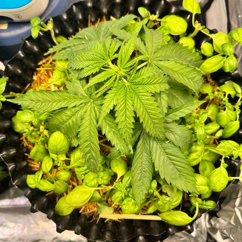 Sticky Wazabi #1 growlog photo: Steht weiterhin rechts!