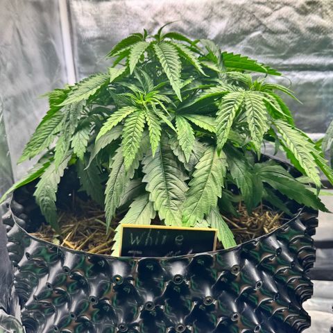 White Truffle #1 growlog photo: Ab sofort steht sie links!