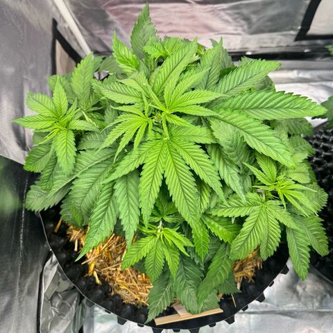 White Truffle #1 growlog photo: Ab sofort steht sie links!